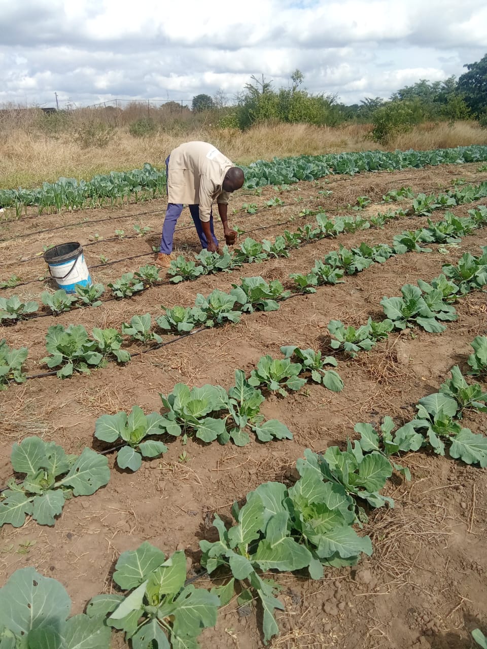 Farm Biogas Digester